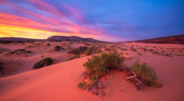 Coral Pink Sand Dunes